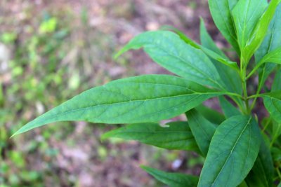 Chitalpa × tashkentensis - chitalpa taškentská - list